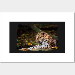 Amur Leopard Posters and Art